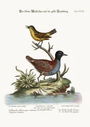 The Least Water-Hen, and the Yellow Wren, 1749-73